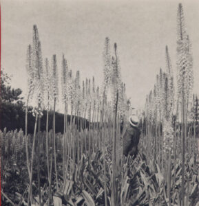 vurdering til kataloget, 1936
